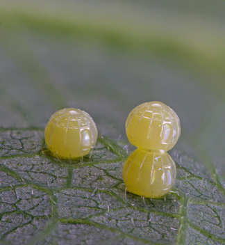 Long-tailed Skipper eggs